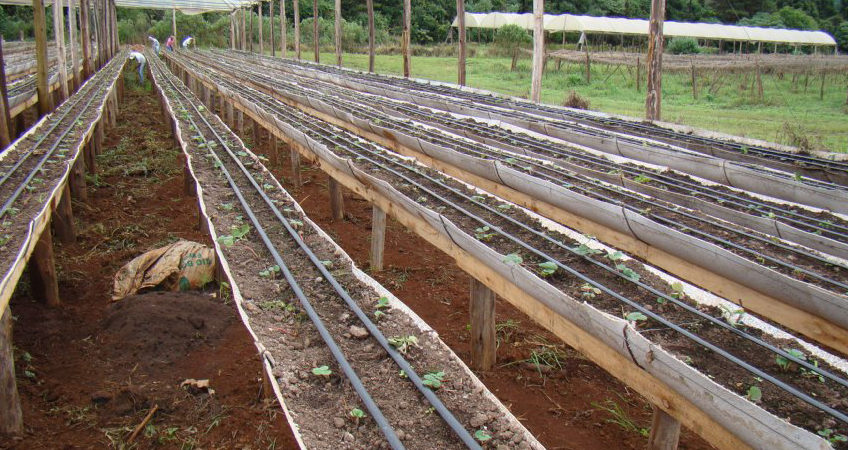 Agricultores orgânicos criam técnica sustentável e eficiente para plantio de morango