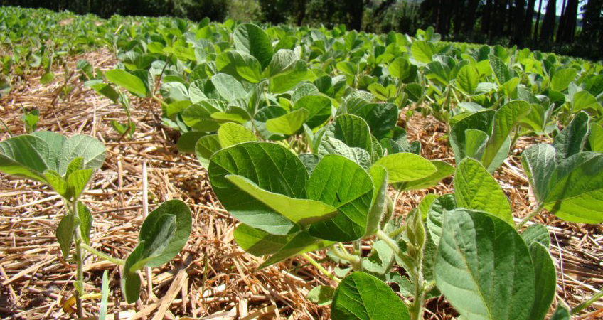 Análise de solo é ferramenta fundamental para agricultores no pré-plantio da soja