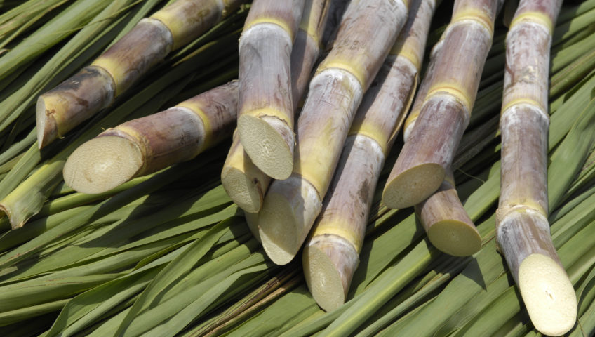 Produtor eleva qualidade e produtividade da cana-de-açúcar com nutrição diferenciada
