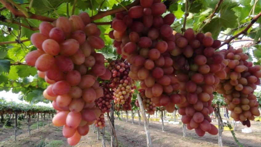 Tecnologia ameniza ação de altas e baixas temperaturas sobre lavouras de frutas