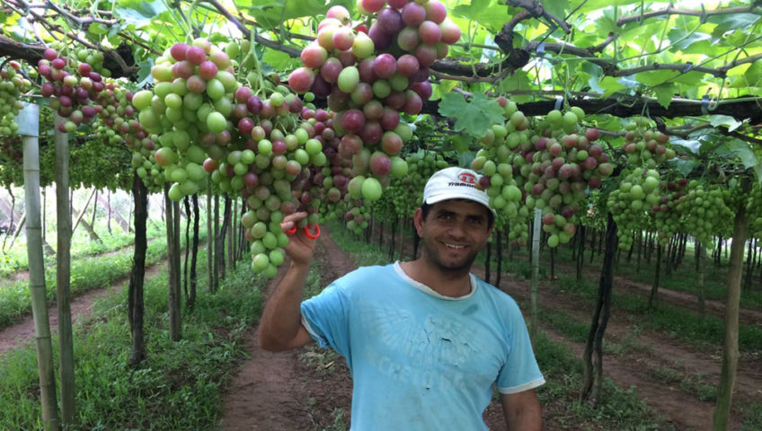 Produtores de uva investem em manejo nutricional inovador e comemoram sucesso da safra