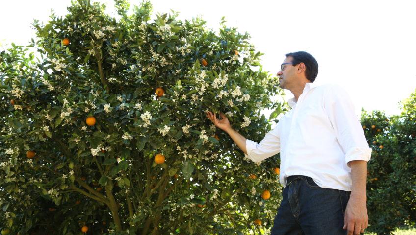 Com manejo nutricional diferenciado, pomares de laranja apresentam aumento de 70% em produtividade