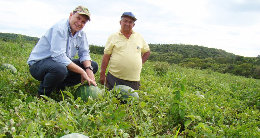 Produtor de melancias investe em nutrição balanceada e comemora sucesso da safra