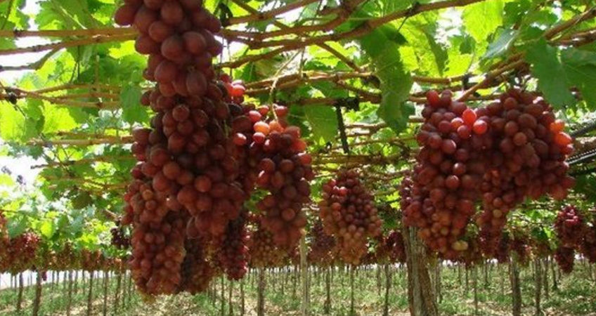 Produtores de uva buscam soluções seguras para quebra de dormência