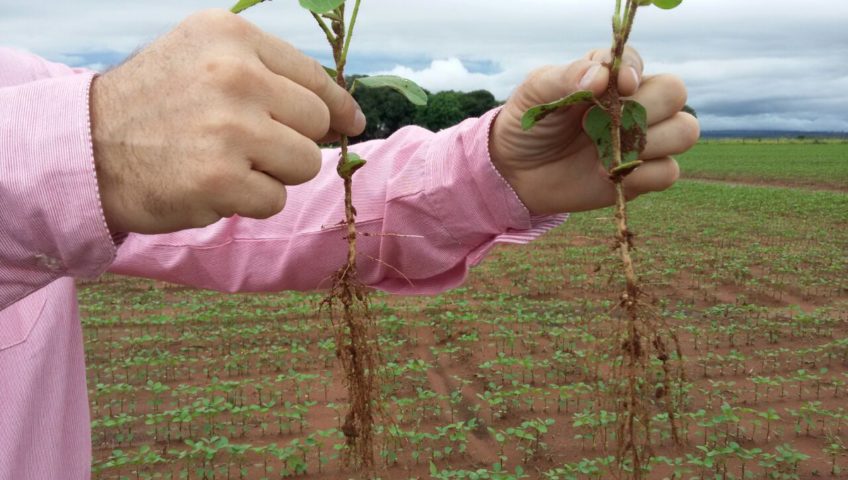 Fertilização fluida traz novas perspectivas para sojicultores brasileiros